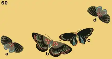 Full Colour Butterflies