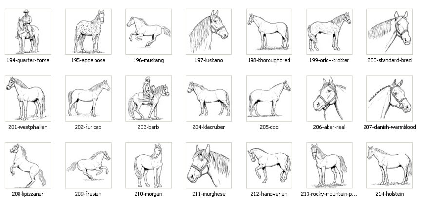 Traditiona[l horse images. Horse breeds, quarter horse, thoroughbred, mustang, lipizzana