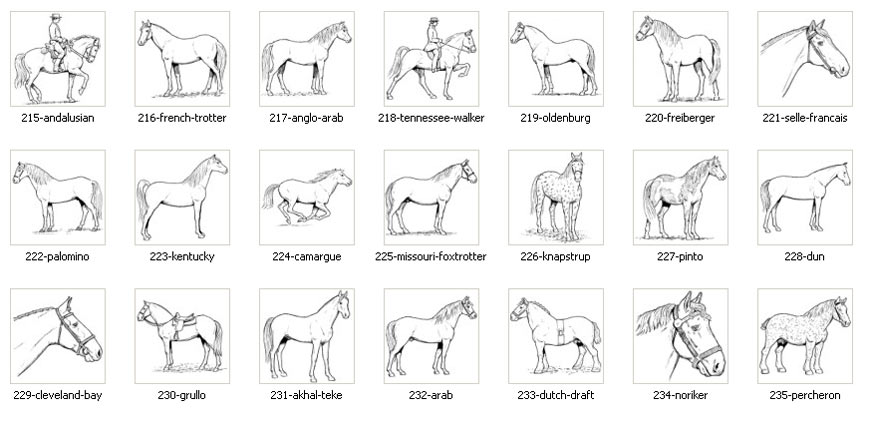 Horse breed images, pinto, cleveland bay, palomino, arab