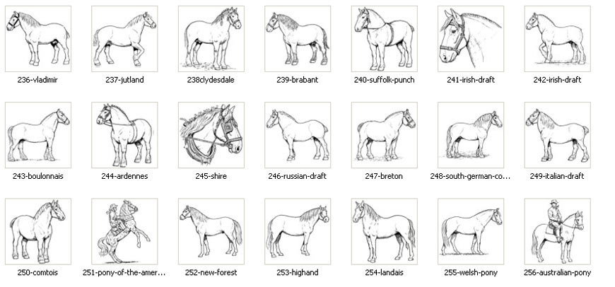 Horse breed images, jutland, suffolk pounch, irish draft, welsh pony, new forest pony
