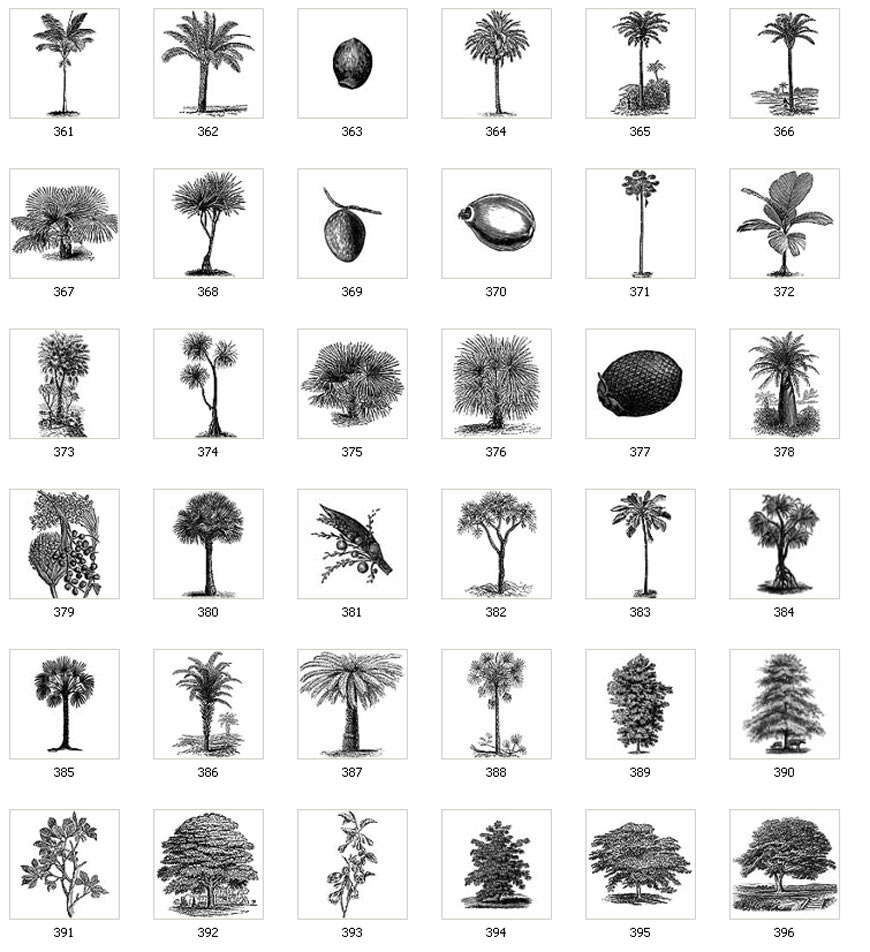 Images of various trees and leaves, coconut, palm, tropical