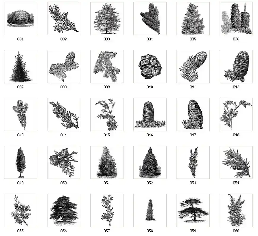 Images of pine and fir trees, conifers, pine cones, pine needles, branches