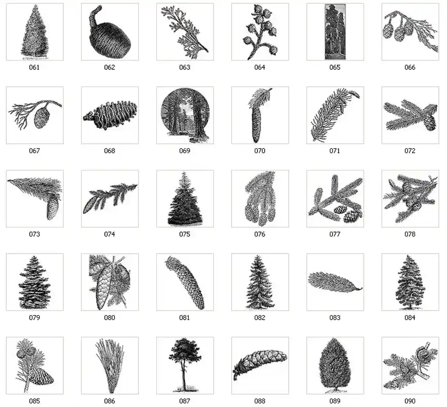 Images of conifers, pine trees, fir trees, pine cones