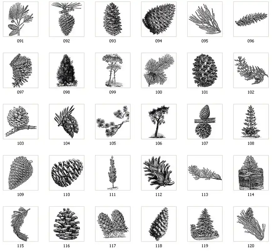 Images of pine and fir cones
