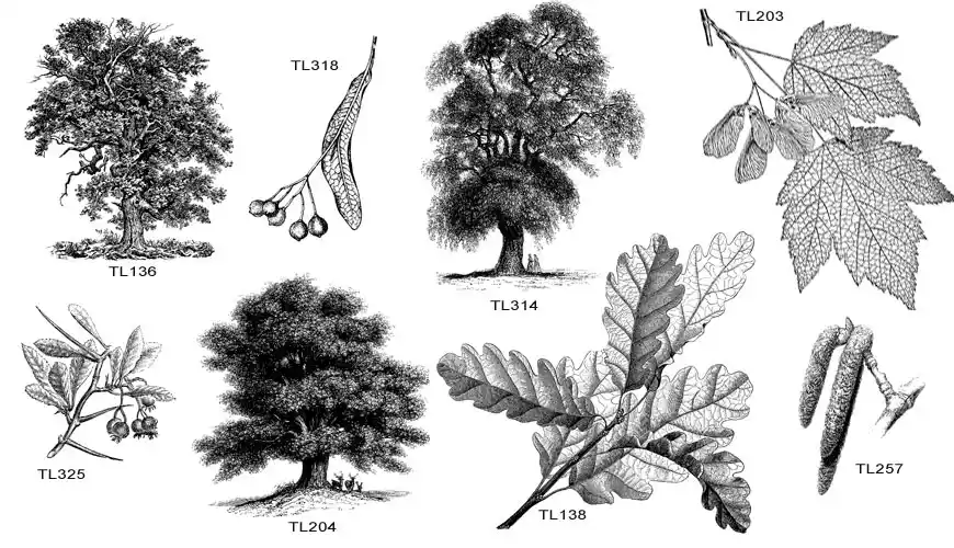 Illustrations of trees and leaves, oak, oak leaf, sycamore, catkin, hazel, cherry